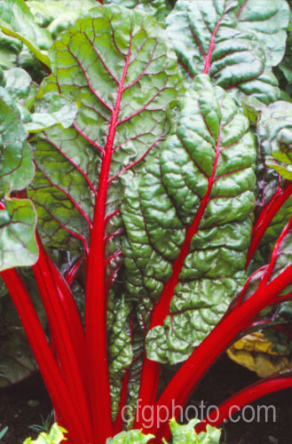 Red-stemmed or Spinach. Beet (<i>Beta vulgaris subsp. cicla</i>), a subspecies of the common beet that, while edible, is often grown for its ornamental foliage. beta-2601htm'>Beta. Order: Caryophyllales, Family: Amaranthaceae