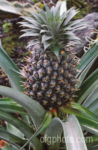 Pineapple (<i>Ananas comosus</i>), a bromeliad, probably originally from Brazil, that is widely cultivated and very well known for it s delicious edible fruit. The stem, up to 12m tall, dies once the fruit is mature. Order: Poales, Family: Bromeliaceae