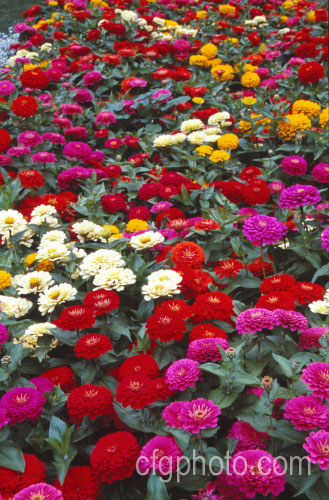 Dwarf zinnias (<i>Zinnia elegans cultivars</i>), these large-flowered dwarf plants are typical of modern bedding zinnias, with a stocky habit, good rain-resistance and vibrant flower colours. Order: Asterales, Family: Asteraceae