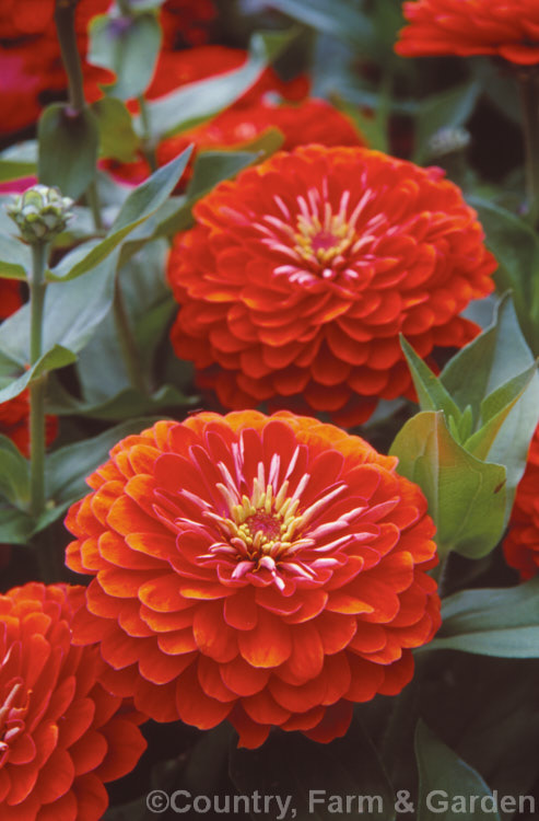 Dwarf zinnias (<i>Zinnia elegans cultivars</i>), these large-flowered dwarf plants are typical of modern bedding zinnias, with a stocky habit, good rain-resistance and vibrant flower colours. Order: Asterales, Family: Asteraceae