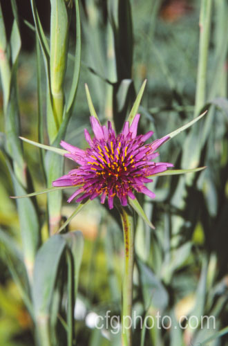 Salsify or Vegetable Oyster (<i>Tragopogon porrifolius</i>), a Mediterranean biennial sometimes grown for its edible parsnip-like root. The flowers open in the morning and close by midday. tragopogon-3364htm'>Tragopogon.