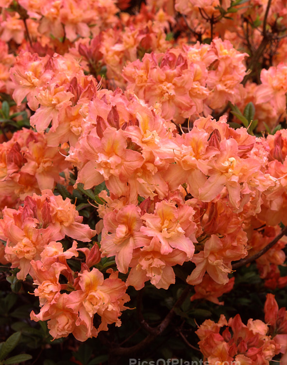 <i>Rhododendron</i> (deciduous azalea</i>) 'Barbecue', a hybrid of uncertain origin — probably New Zealand-raised Order: Ericales, Family: Ericaceae