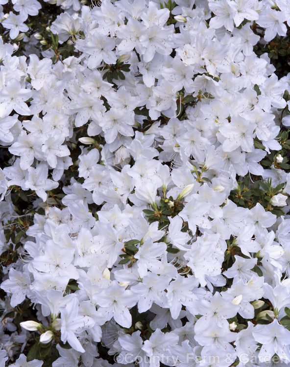 Rhododendron (evergreen azalea</i>) 'Fielder's White', a Southern. Indica, probably a form of 'Mucronatum'. It has mildly fragrant white flowers and tends to produce the mauve-flowered sports