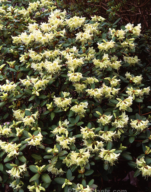 Rhododendron 'Shamrock' (<i>Rhododendron keiskei</i> x <i>Rhododendron hanceanum</i>), a compact, rounded bush with unusual yellow-green flowers that open from early spring. Order: Ericales, Family: Ericaceae