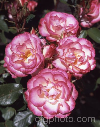 Rosa 'Raspberry. Ice' (syn 'Hannah. Gordon' [seedling x 'Strawberry Ice']), a compact, heavy-flowering. Cluster-flowered (<i>Floribunda</i>) bush raised by Kordes of Germany and introduced in 1983. Order: Rosales, Family: Rosaceae
