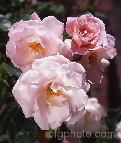 Rosa 'Fritz. Nobis' ('Joanna. Hill' x 'Magnifica'). A scented. Shrub Rose raised by Kordes of Germany in 1940. Order: Rosales, Family: Rosaceae