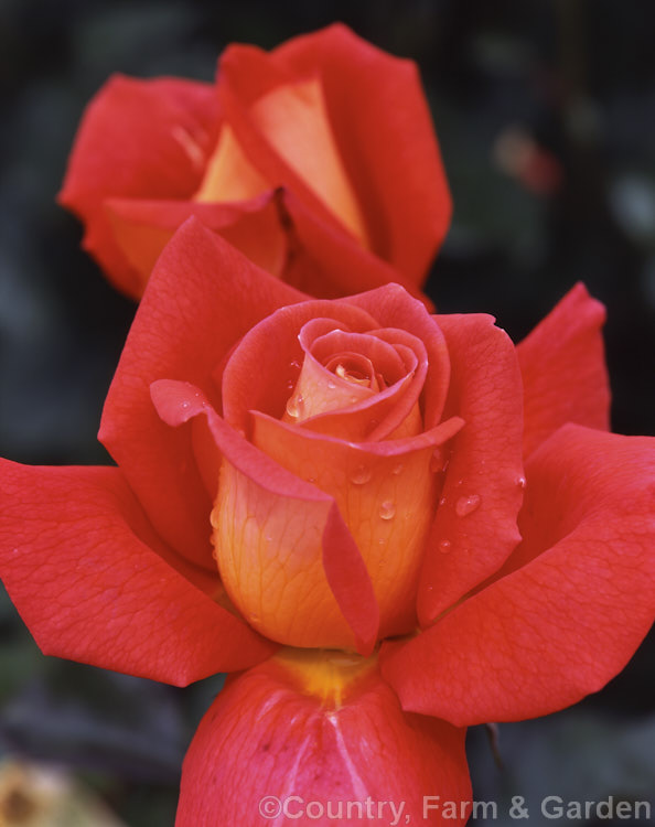 Rosa 'Susan. Devoy' ('Waiheke' x 'Las. Vegas'), a Large-flowered (<i>Hybrid Tea</i>) shrub raised by McGredy of New Zealand in 1994. Order: Rosales, Family: Rosaceae