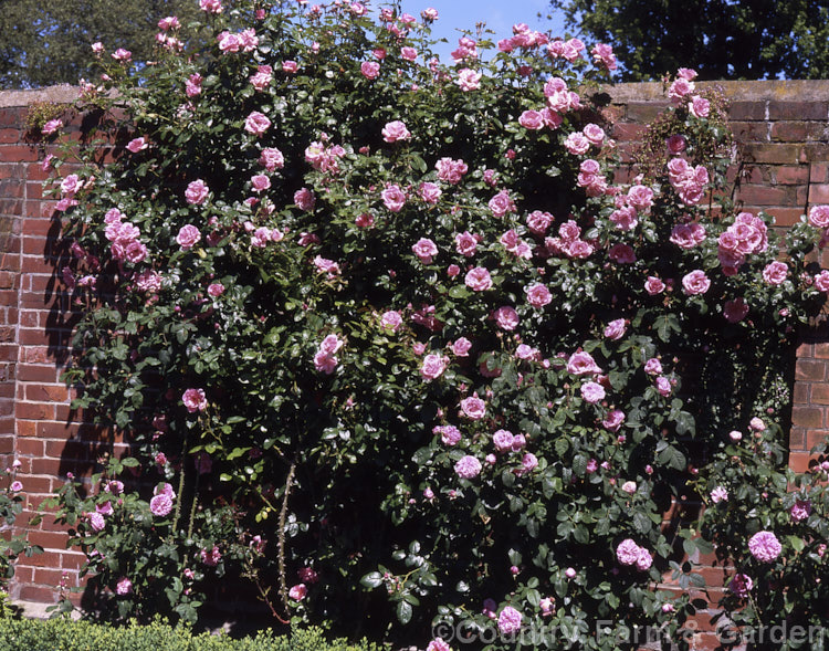 Rosa 'Bantry Bay' ('New Dawn' x 'Korona'), a climbing. Cluster-flowered (<i>Floribunda</i>) raised by McGredy of Northern Ireland and introduced in 1967. Order: Rosales, Family: Rosaceae