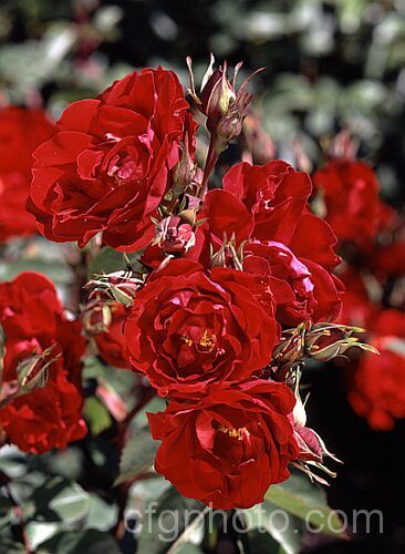 Rosa 'Champlain', a repeat-flowering. Modern. Shrub Rose introduced by Svelda of Canada in 1982. It is a very hardy, compact bush. Order: Rosales, Family: Rosaceae