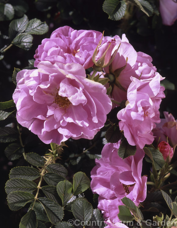 Rosa 'Jens. Munk', a semi-double-flowered Hybrid Rugosa introduced by Svelda of Canada in 1974. The bush is compact and very hardy and the flowers are mildly scented. Order: Rosales, Family: Rosaceae