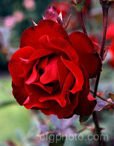 Rosa 'Mascotte' ('Michelle Meilland' x 'President. Herbert. Hoover'), a Floribunda-like Hybrid Tea rose raised by Meilland in 1951. Order: Rosales, Family: Rosaceae