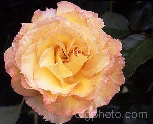 Rosa 'Solitaire' ('Freude' x 'Benson &. HedgesGold'), a Large-flowered (<i>Hybrid Tea</i>) bush raised by McGredy of New Zealand in 1987. Order: Rosales, Family: Rosaceae