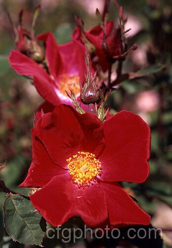 Rosa 'Dr. Jackson', an English Rose raised by Austin of England in 1987. It repeat flowers with simple, unscented, single flowers. Order: Rosales, Family: Rosaceae