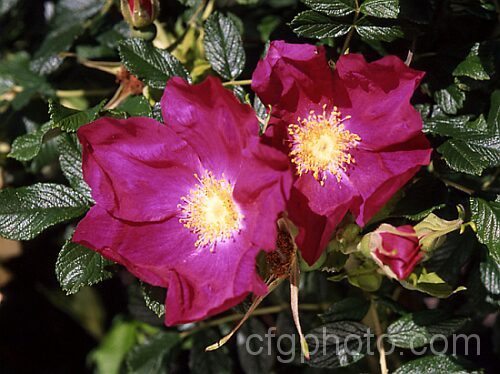 Rosa 'Rugspin', a simple, single-flowered Hybrid Rugosa of unknown parentage, introduced by Poulsen of Denmark around 1960. Order: Rosales, Family: Rosaceae