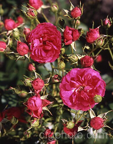 Rosa 'Elmshorn' ('Hamburg' x 'Verdun'), a repeat-flowering. Modern. Shrub Rose introduced by Kordes of Germany in 1951. It is compact yet vigorous and flowers very freely. Order: Rosales, Family: Rosaceae