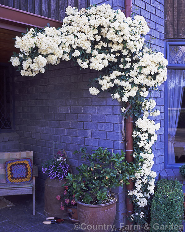 White Double-flowered Banksia Rose (<i>Rosa banksiae var. banksiae</i>), a once-flowering, spring-blooming cultivar of a climbing rose from western and central China. Order: Rosales, Family: Rosaceae