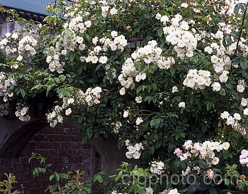 Rosa 'Wedding Day', (probably a Rosa sinowilsonii hybrid</i>), a rampant once-flowering climbing. Wild rose. It originated in Sussex, England in 1950. Order: Rosales, Family: Rosaceae