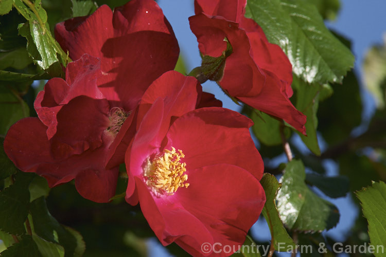 Rosa 'Robusta', (syn 'Kordes'. Robusta' [Rosa rugosa x seedling]), a Shrub rose raised by Kordes of Germany in 1979. It blooms prolifically and is often trained as a climber. Order: Rosales, Family: Rosaceae