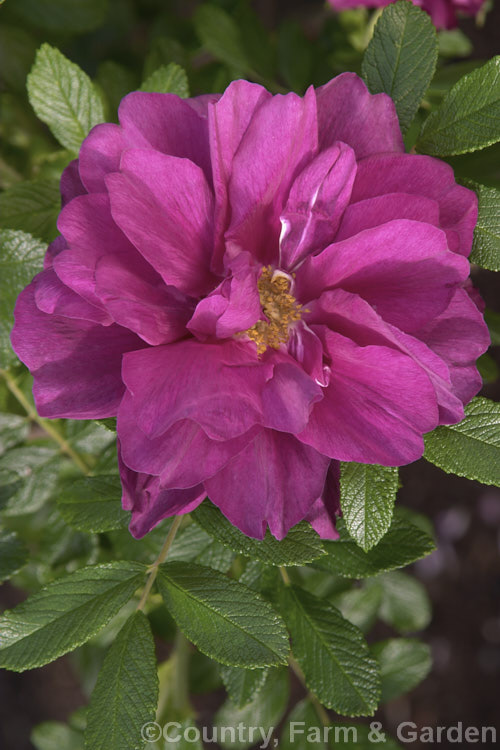 Rosa 'Roseraie de l'Haÿ', a robust. Rosa rugosa hybrid raised by French rosarian. Jules. Gravereaux in 1910. It was named after. Empress. Josephine's extensive rose garden. Order: Rosales, Family: Rosaceae