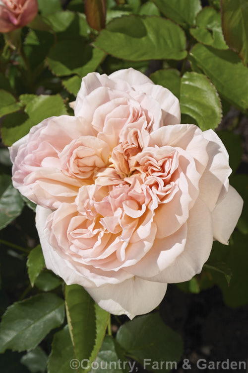 Rosa 'Evelyn' ('Graham. Thomas' x 'Tamora'), an English Shrub Rose raised by David Austin of England in 1991. Its flowers are strongly scented. Order: Rosales, Family: Rosaceae