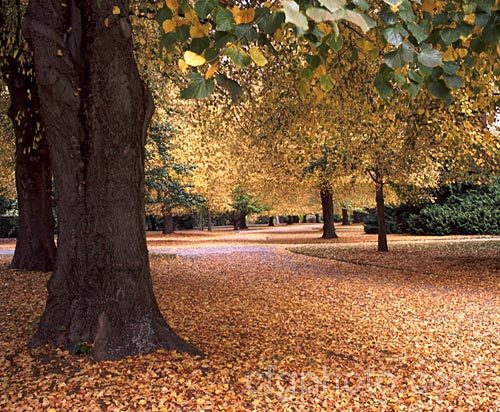 An avenue of Common Lime of Linden (<i>Tilia x vulgaris</i>) trees in autumn. This widely grown tree is a hybrid, probably a natural one, between two Eurasian species: Tilia cordata and Tilia platyphyllos. Order: Malvales, Family: Malvaceae