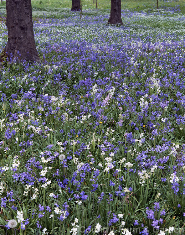 A bluebell (<i>Hyacinthoides</i>) woodland in spring, with white and pink flowers in addition to the typical blue-flowered form. hyacinthoides-3036htm'>Hyacinthoides.