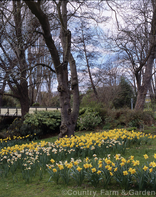 A riverside lawn in spring, planted with several types of daffodil (<i>Narcissus</i>). Order: Asparagales, Family: Amaryllidaceae