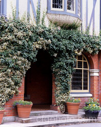 A wall covered with English Ivy or Common Ivy (<i>Hedera helix</i>). Originally a variegated cultivar, the ivy is reverting to green in places. Order: Apiales, Family: Araliaceae