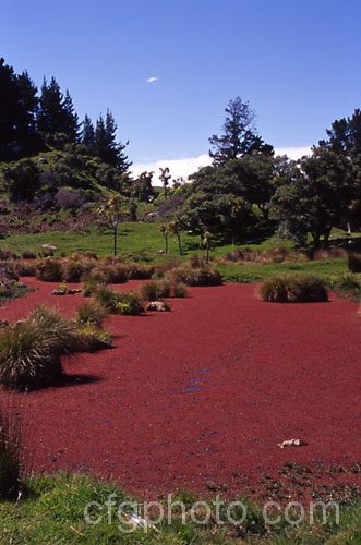 A farm pond covered with Water. Fern or Fairy Moss (<i>Azolla rubra</i>), which becomes bright red in the summer sun. azolla-2392htm'>Azolla. <a href='salviniaceae-plant-family-photoshtml'>Salviniaceae</a>.