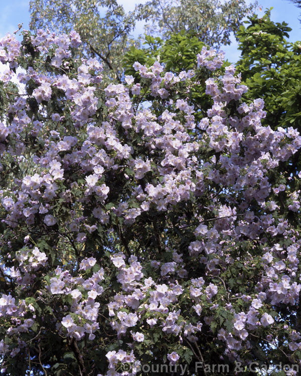 <i>Abutilon vitifolium</i>, a large spring- to summer-flowering shrub or small tree native to Chile. It grows quickly but is inclined to be short-lived. Order: Malvales, Family: Malvaceae