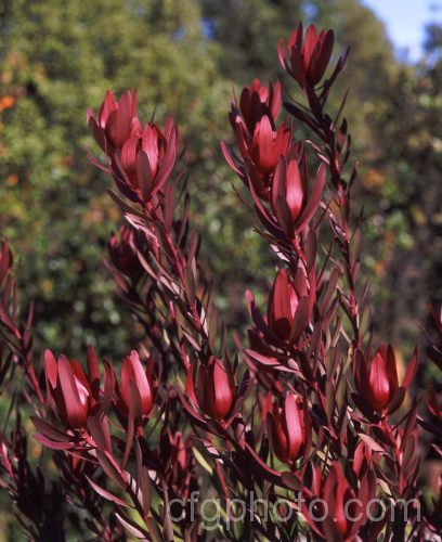 Leucadendron 'Safari. Sunset' (<i>Leucadendron laureolum x Leucadendron salignum</i>), a very popular 18-25m tall, New Zealand -raised cultivar widely grown as a garden plant and for commercial cut flowers. leucadendron-2138htm'>Leucadendron.