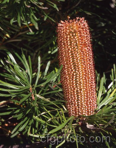 Hill. Banksia (<i>Banksia spinulosa var. collina [syn. Banksia collina]), a native of New South Wales and Queensland, Australia and found as far north as Cairns. Order: Proteales, Family: Proteaceae