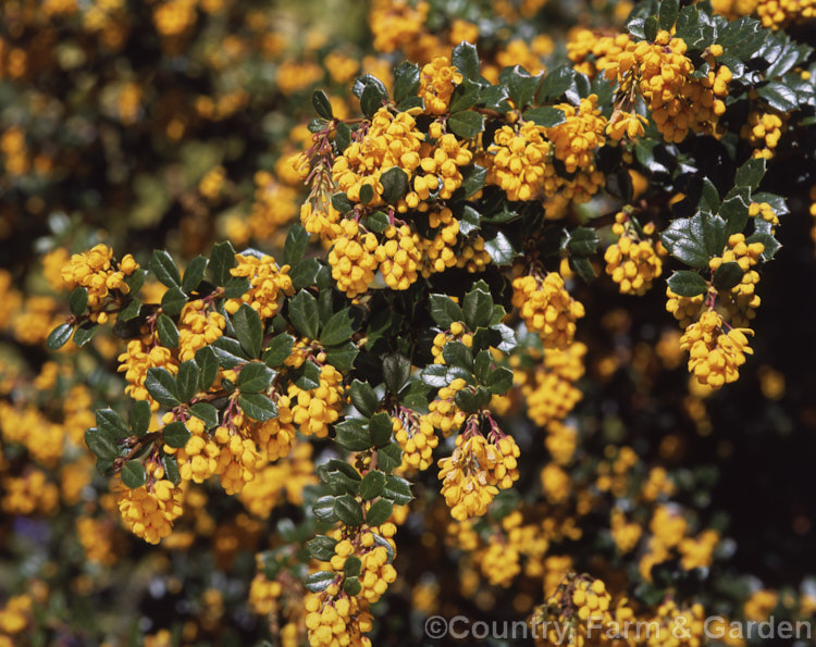 Darwin. Barberry (<i>Berberis darwinii</i>), a 2 x 3m high spiny evergreen shrub native to the Patagonian Mountains of southernChile and Argentina. Small deep purple-blue fruits follow racemes of golden-yellow flowers. berberis-2186htm'>Berberis. Order: Ranunculales, Family: Berberidaceae