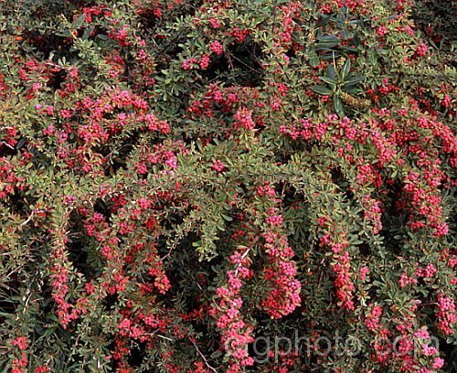 Wilson's Barberry (<i>Berberis wilsoniae</i>), a 1m tall, spreading, deciduous shrub native to western China. The small pinkish-red berries shown here develop from pale yellow flowers. berberis-2186htm'>Berberis. Order: Ranunculales, Family: Berberidaceae