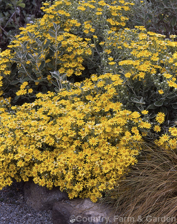 Brachyglottis greyi (syn. Senecio greyi</i>) 'Sunshine', a compact, heavy-flowering cultivar of a tough, silver-leafed shrub native to New Zealand It is very useful for coastal plantings. brachyglottis-2162htm'>Brachyglottis.