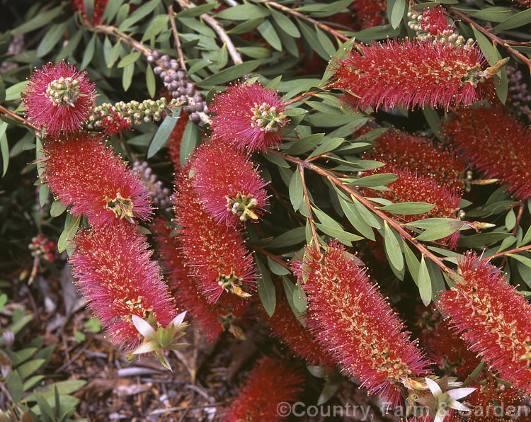 Poland's Bottlebrush (<i>Melaleuca polandii [syn. Callistemon polandii]), a low, spreading evergreen shrub native to Queensland, Australia. melaleuca-2126htm'>Melaleuca. .