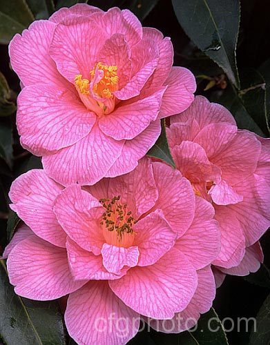 <i>Camellia</i> 'Donation' (<i>Camellia saluensis</i> x <i>Camellia japonica</i> 'Donckelarii'), among the earlier x <i>williamsii</i> hybrids, this long-flower shrub was introduced by R. S. Clarke of Sussex. England in 1941. Order: Ericales, Family: Theaceae