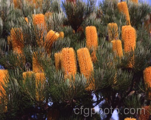 Banksia 'Giant Candles', a heavy flowering hybrid between Banksia ericifolia and Banksia spinulosa that combines the hardiness of Banksia ericifolia with the showy flowers of Banksia spinulosa while being more compact than either Order: Proteales, Family: Proteaceae