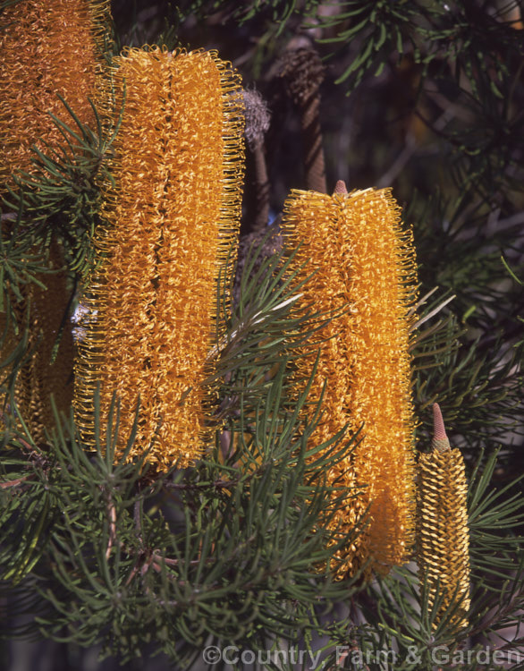 Banksia 'Giant Candles', a heavy flowering hybrid between Banksia ericifolia and Banksia spinulosa that combines the hardiness of Banksia ericifolia with the showy flowers of Banksia spinulosa while being more compact than either Order: Proteales, Family: Proteaceae