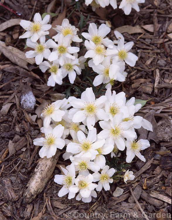 <i>Clematis x cartmanii</i> 'White Carpet', a hybrid between two New Zealand species, the tiny. Clematis marmoraria and the climbing. Clematis paniculata. It is a bushy, creeping plant with large white flowers in spring. Order: Ranunculales, Family: Ranunculaceae