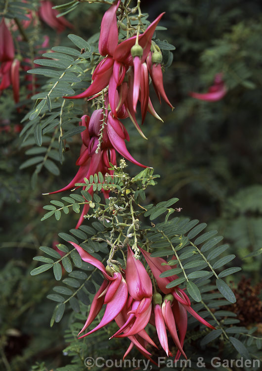 Kaka Beak (<i>Clianthus puniceus</i>), a widely cultivated New Zealand native shrub that is now very rare in the wild. It is a mainly spring-flowering evergreen and up to 3m high and wide. clianthus-2663htm'>Clianthus.