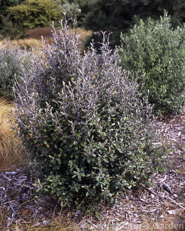 Corokia x virgata 'Frosted Chocolate', a cultivar of a common natural hybrid between two New Zealand shrubs, Corokia cotoneaster and Corokia buddleioides, 'Frosted Chocolate' has deep bronze-brown leaves that contrast well with the near-white indumentum on their undersides. Although grown mainly as a foliage plant, it also has small, bright yellow flowers followed by red berries. Order: Asterales, Family: Argophyllaceae