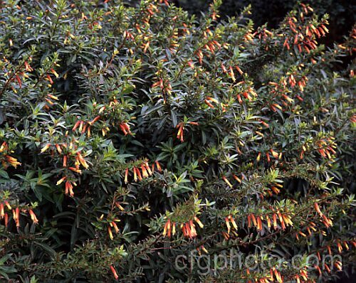 Justicia rizzinii (syn. Jacobinia pauciflora</i>), an evergreen shrub from Brazil. Sometimes sold under the name 'Firefly', it flowers throughout the year but is frost-tender. justicia-2717htm'>Justicia.