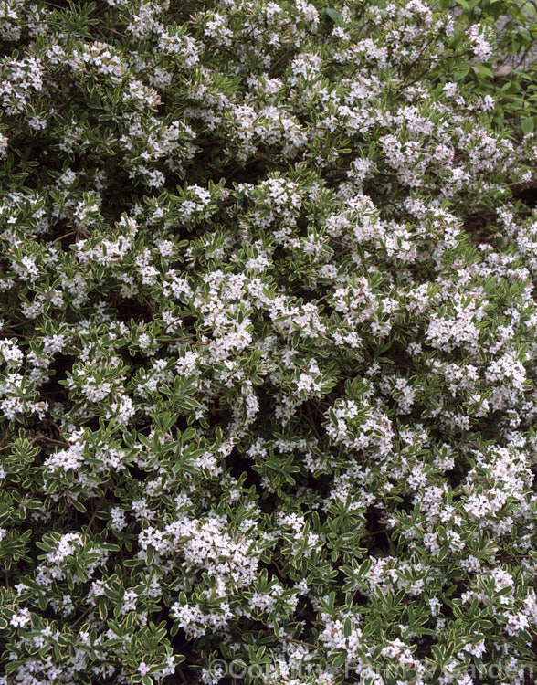 Daphne x burkwoodii 'Carol. Mackie' (<i>Daphne caucasica x Daphne cneorum</i>), a variegated foliage form of a neat, fragrant-flowered, semi-evergreen shrub that grows to around 15 m high and slightly wider. Order: Malvales, Family: Thymelaeaceae