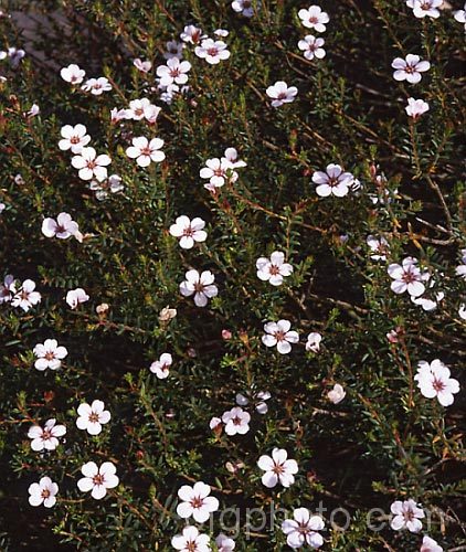 China Flower (<i>Adenandra uniflora</i>), a 60-90cm high evergreen shrub from South Africa. It is very popular because of its beautiful porcelain-like flowers, which open over a long season. Order: Sapindales, Family: Rutaceae