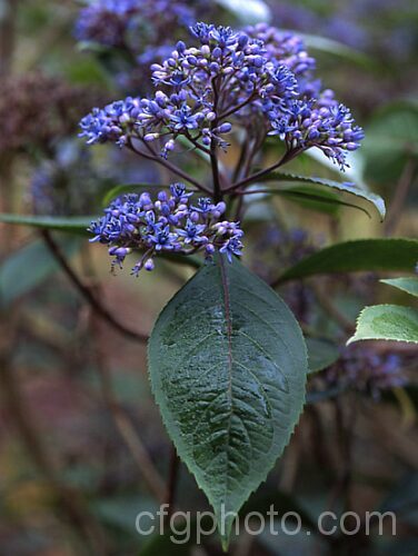 Dichroa febrifuga, a rare shrub related to the hydrangeas, from which it differs in being evergreen and autumn/winter-flowering. It is native to the Himalayas, China, Japan and Malaya. dichroa-2863htm'>Dichroa. <a href='hydrangeaceae-plant-family-photoshtml'>Hydrangeaceae</a>.