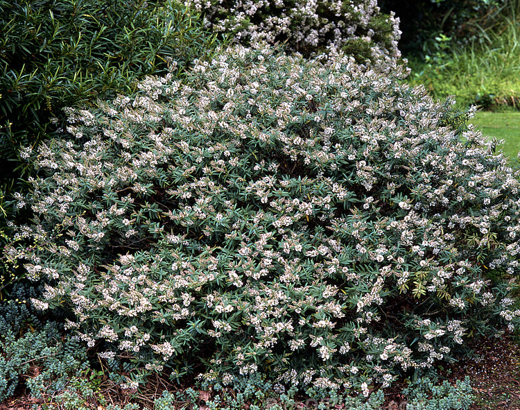 <i>Veronica albicans</i> (syns. <i>Hebe albicans</i>, <i>Hebe recurva</i>), a 60cm-1.2m high evergreen shrub found at 1000-1400m altitude in the Nelson region in the northern part of New Zealand's South Island Its flowers are primarily white and open in summer. Cultivated forms are smaller and seldom exceed 50cm tall Order: Lamiales, Family: Plantaginaceae