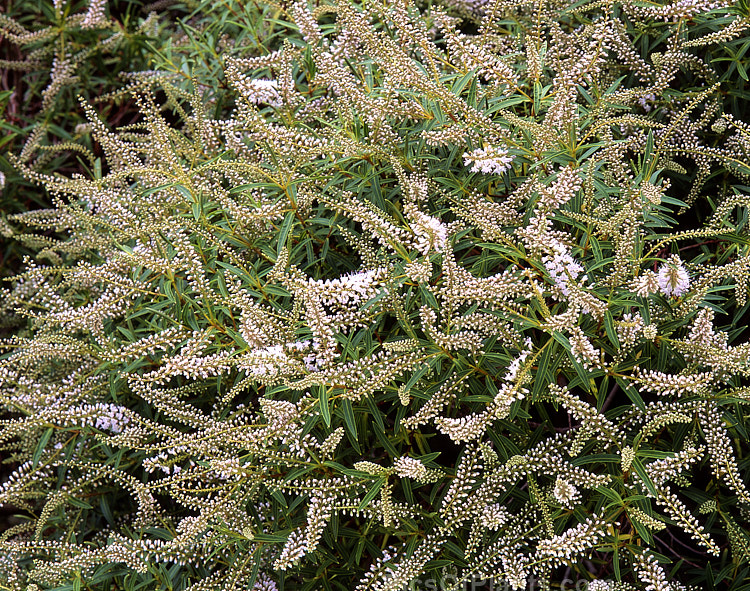 <i>Veronica subalpina</i> (syn. <i>Hebe subalpina</i>), a 1.2-3m high evergreen summer-flowering shrub found in the lower mountain areas of the South Island of New Zealand. It is often confused with <i>Veronica rakaiensis</i> (syn. <i>Hebe rakaiensis</i>) in cultivation. Order: Lamiales, Family: Plantaginaceae