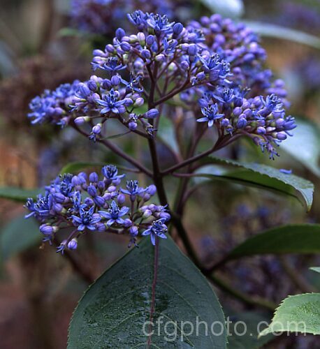 Dichroa febrifuga, a rare shrub related to the hydrangeas, from which it differs in being evergreen and autumn/winter-flowering. It is native to the Himalayas, China, Japan and Malaya. dichroa-2863htm'>Dichroa. <a href='hydrangeaceae-plant-family-photoshtml'>Hydrangeaceae</a>.