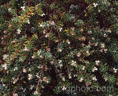 Mountain Heath (<i>Acrothamnus colensoi</i> [syns. <i>Leucopogon colensoi</i>, <i>Leucopogon suaveolens</i>, <i>Cyathodes colensoi</i>]), a New Zealand alpine, evergreen, summer-blooming, often near-prostrate shrub with small white flowers followed by red or sometimes white or pink berries. Order: Ericales, Family: Ericaceae